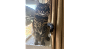 Lost Pet: Ernie