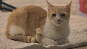 Lost Pet: Emi