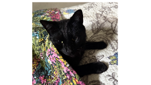 Lost Pet: Looey