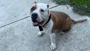 Lost Pet: Anakin
