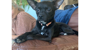 Lost Pet: Bean
