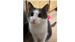 Lost Pet: Snowball