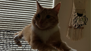 Lost Pet: Ziggy
