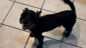 Lost Pet: Mr.Bean