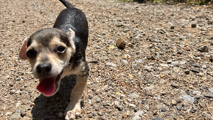 Lost Pet: Athos