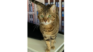 Lost Pet: Izabel