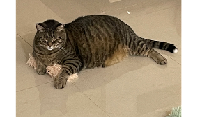 Lost Pet: Fatboy