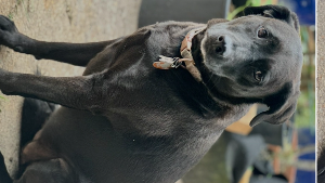 Lost Pet: Riley