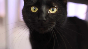 Lost Pet: BICHO