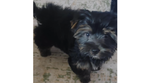 Lost Pet: Kash