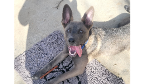 Lost Pet: Kobe
