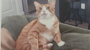 Lost Pet: Winston