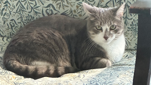 Lost Pet: Luna (aka KP or Kittypants)