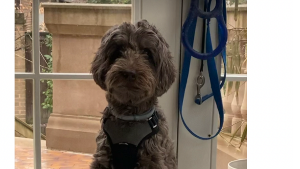 Lost Pet: Chai