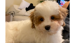 Lost Pet: Mello Richard