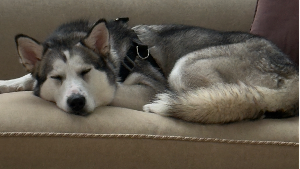 Lost Pet: *BUFFY