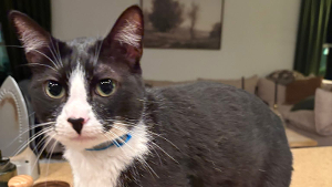 Lost Pet: TUX