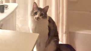 Lost Pet: FLUFFERS
