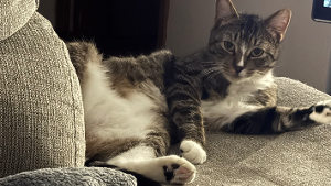 Lost Pet: SNICKERDOODLE