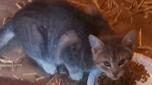 Lost Pet: Storm