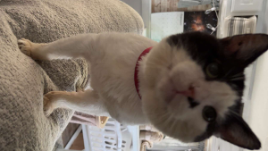 Lost Pet: Jimson