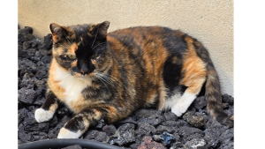 Lost Pet: Sister