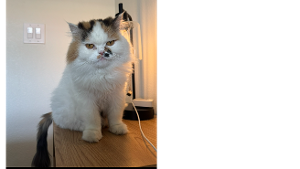 Lost Pet: Harley