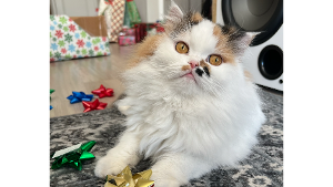 Lost Pet: Olive