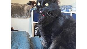 Lost Pet: Gremlin