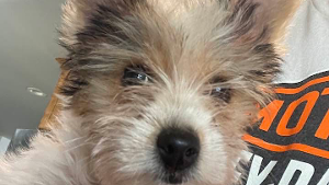 Lost Pet: Cookie
