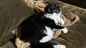 Lost Pet: Stud Muffin