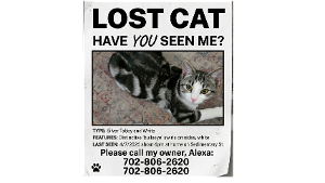 Lost Pet: Casper