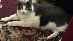 Lost Pet: Gunner