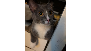 Lost Pet: Michi