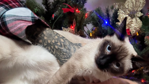 Lost Pet: Mínala