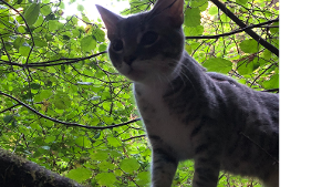 Lost Pet: Kahless