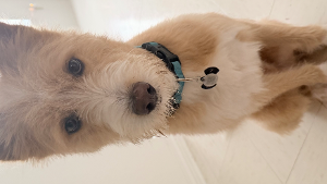 Lost Pet: Saxton