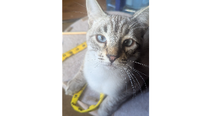 Lost Pet: Panther