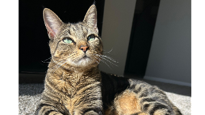 Lost Pet: LUA