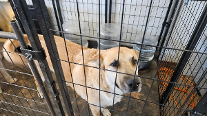 Lost Pet: Ryder