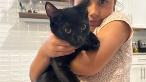 Lost Pet: Taco