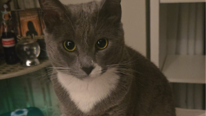 Lost Pet: Socks