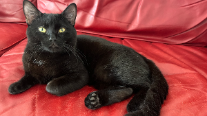 Lost Pet: Oliver