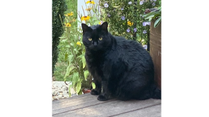 Lost Pet: Shadow