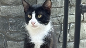 Lost Pet: Fraidy Cat