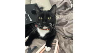 Lost Pet: Mateo