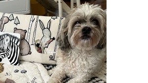 Lost Pet: Yogi
