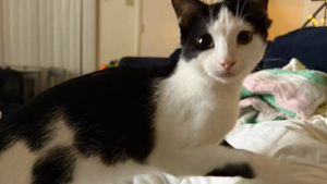 Lost Pet: Sheila