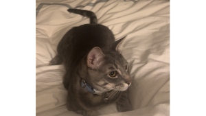 Lost Pet: Smokey