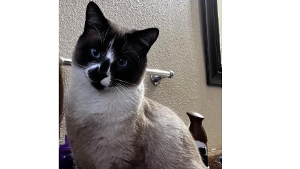 Lost Pet: Topaz